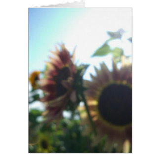 Röda solrosor på en solig dag OBS kort