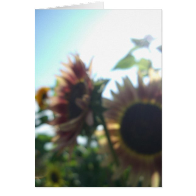 Röda solrosor på en solig dag OBS kort (Framsidan)