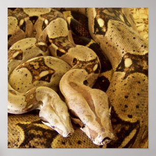 Röda Tailed Boas Poster