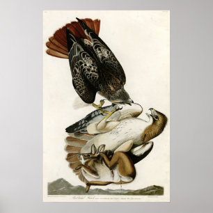 Röda Tailed hökfåglar av Amerika av James Audubon Poster