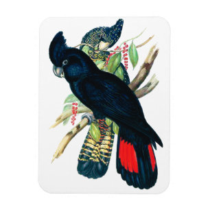 Röda tailed svart (Banksian) Cockatoos. Magnet