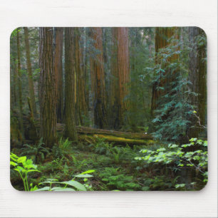 Röda träd i Muir Woods National Park Musmatta