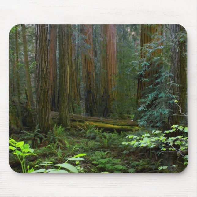 Röda träd i Muir Woods National Park Musmatta (Framsidan)