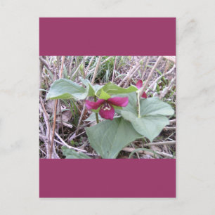 Röda Trilliums Vykort