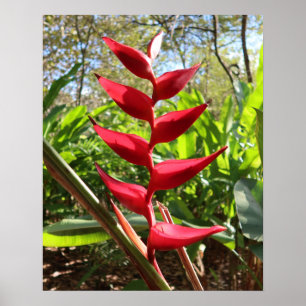 Röda tropiska blommor - Heliconia Poster
