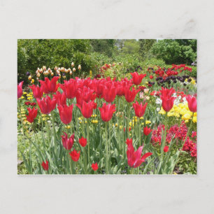 RÖDA TULIPS VYKORT