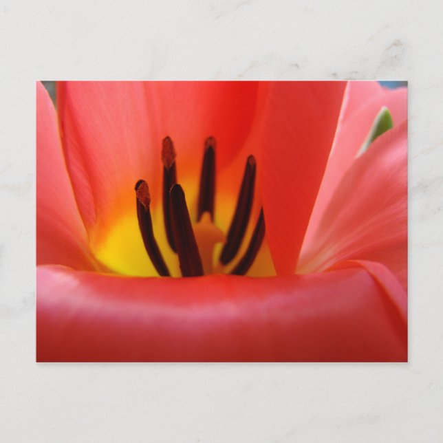 Röda Tulpan Blomma vykort Trädgård (Framsida)