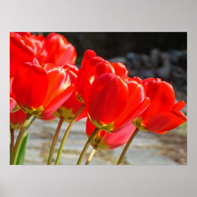 Röda Tulpanblommor Affischutskrifter Blommiga Tulp Poster (Framsidan)