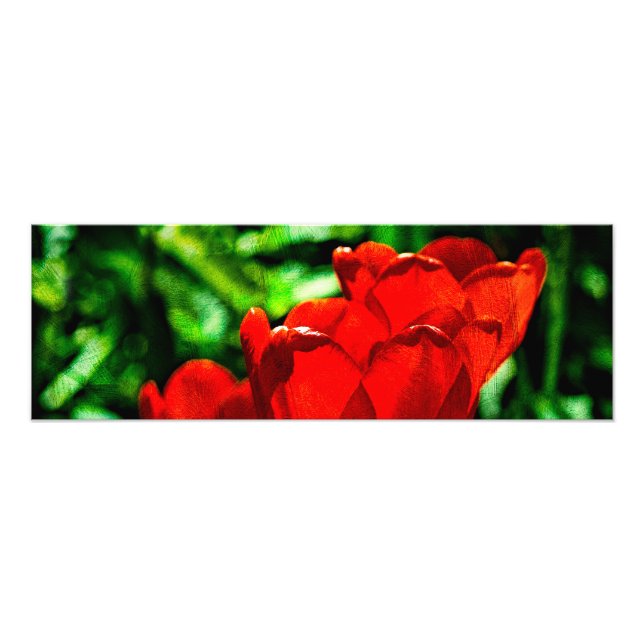 Röda tulpanblommor fototryck (Framsidan)