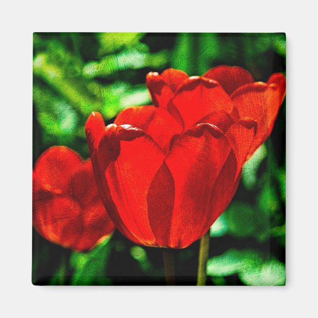 Röda tulpanblommor magnet (Framsidan)