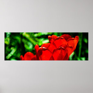 Röda tulpanblommor poster
