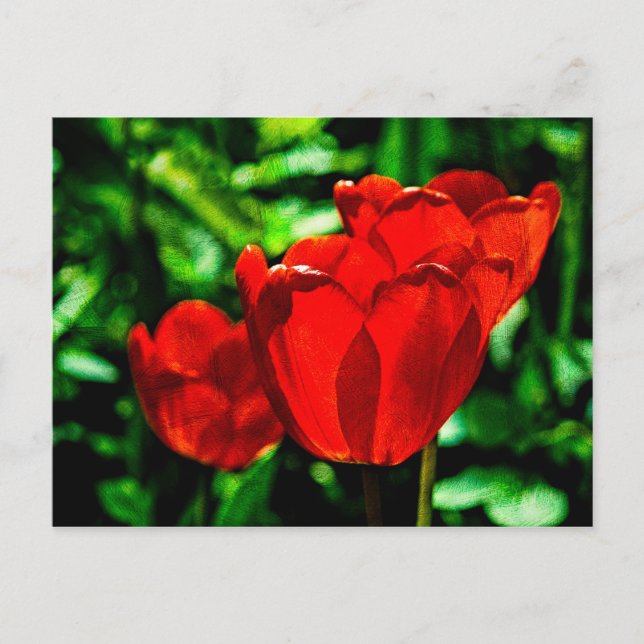 Röda tulpanblommor vykort (Framsida)