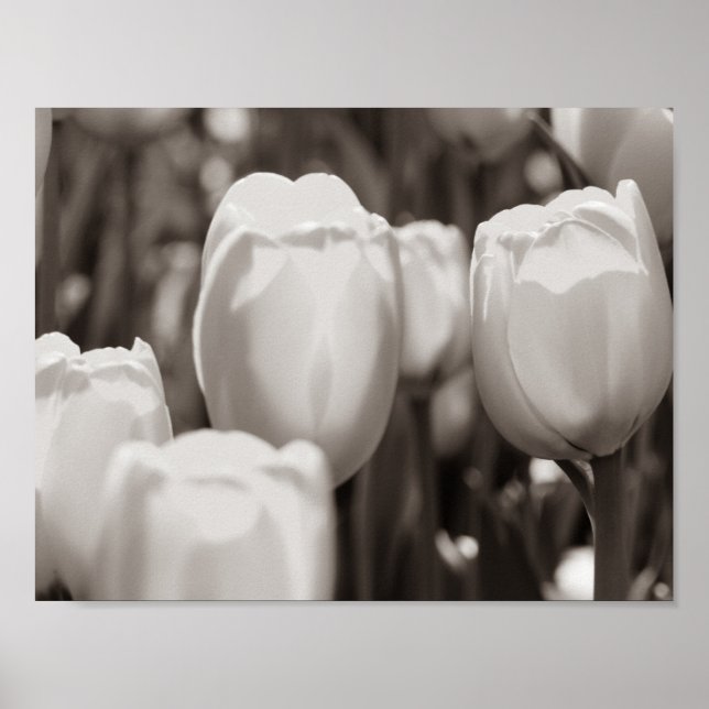 Röda tulpaner fotografiskt tryck. affisch (Framsidan)