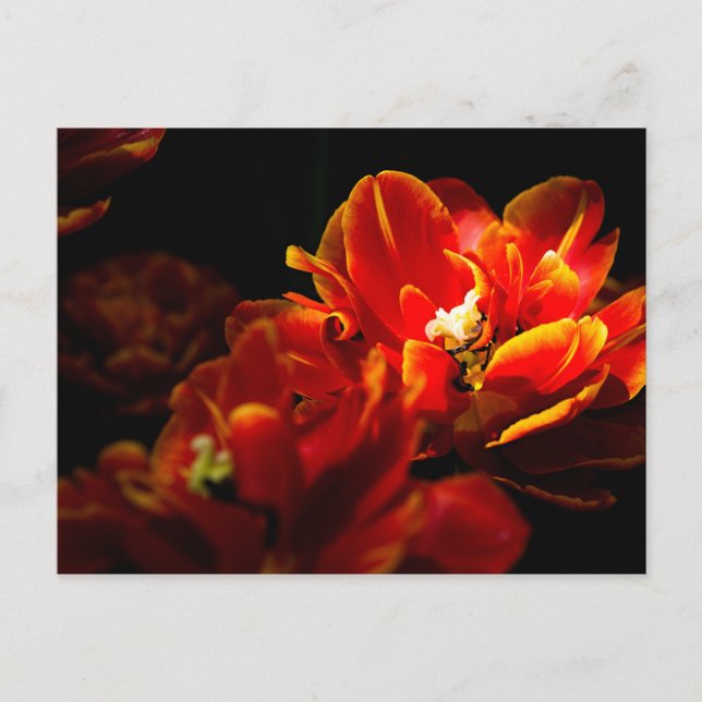 Röda tulpaner mörk bakgrund vykort (Framsida)