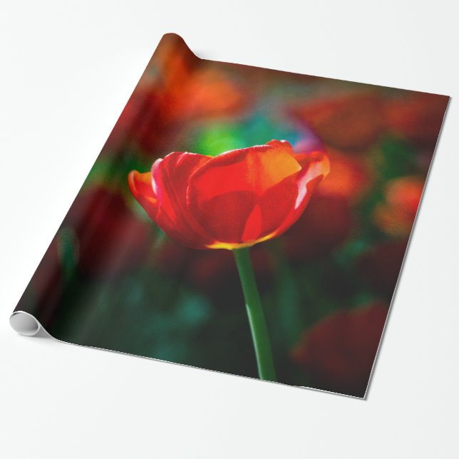 Röda tulpaner - Mystium of blooming Presentpapper (Utrullad)