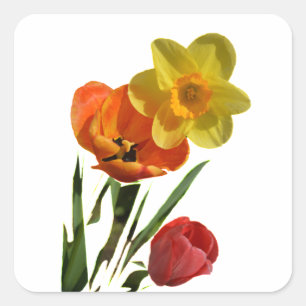 Röda tulpaner och gula narcissblommor fyrkantigt klistermärke