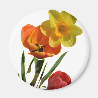 Röda tulpaner och gula narcissblommor magnet