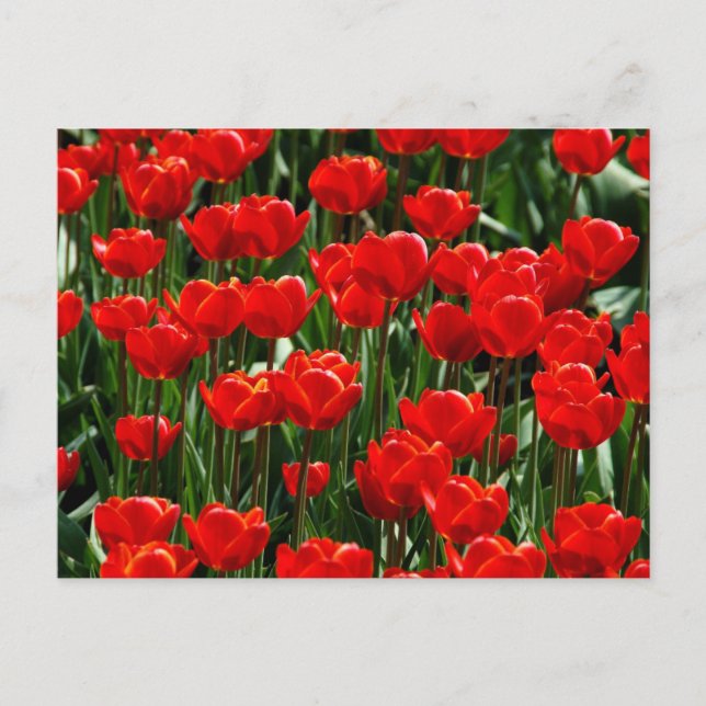 Röda Tulpaner och Roser Blommor Fotografi Helg Vykort (Framsida)