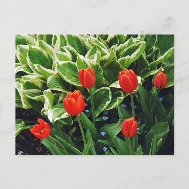 Röda tulpaner och vykort för hosta-växter (Framsida)