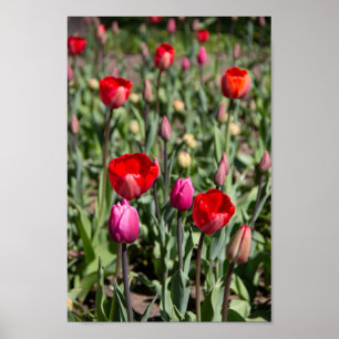 Röda tulpaner på en sommardag poster