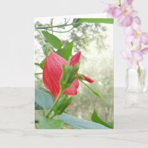 Röda turkens kapsyl och Grönt Foliage Kort