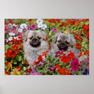 Röda två tibetanska spaniel i blommor poster