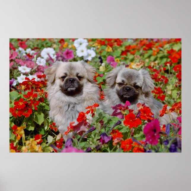 Röda två tibetanska spaniel i blommor poster (Framsidan)