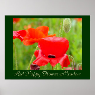 Röda vallmo blomsteräng konsttryck Vallmor Poster