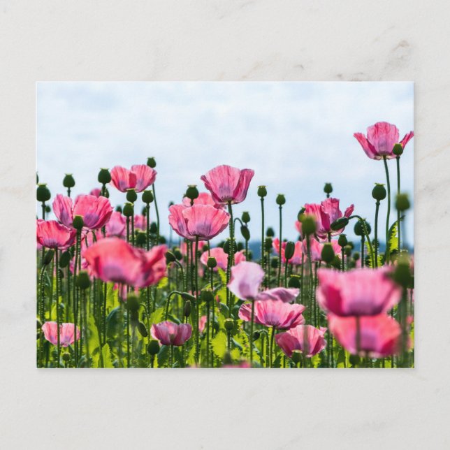 Röda vallmo vykort (Framsida)