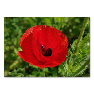 Röda vallmoblommor blommigt naturblommor blomning bordsnummer