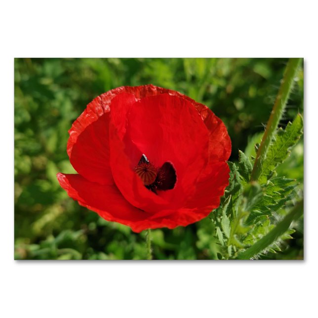 Röda vallmoblommor blommigt naturblommor blomning  bordsnummer (Framsidan)