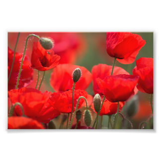 Röda vallmor – Levande blomfotograferingsaffisch Fototryck