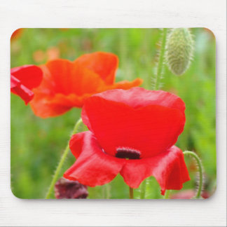 Röda vallmosor blommor äng musmattor presenter til