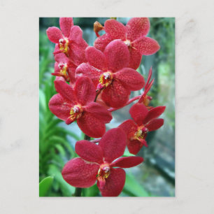Röda vanda orchids vykort