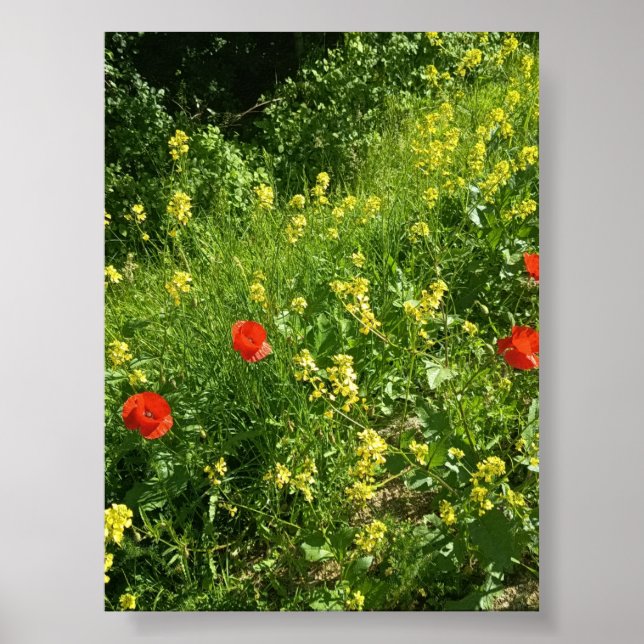 Röda vildblommor i sommaräng Affisch (Framsidan)