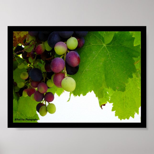 Röda vindruvor på vinstocken poster (Framsidan)