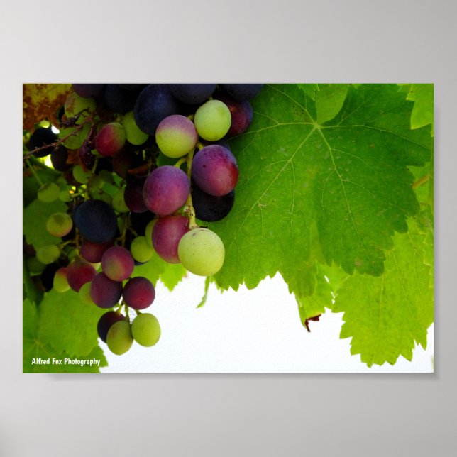 Röda vindruvor på vinstocken poster (Framsidan)