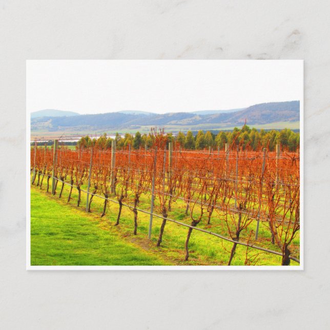 röda vinstockar vykort (Framsida)