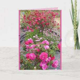 Röda Vintage Rosor Rosenträdgård blommor Kort