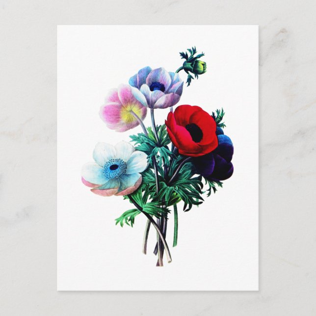 Röda Vita Och Blå Anemoner av Redoute Vykort (Framsida)