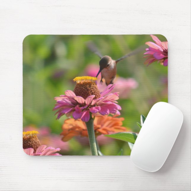 Röda Zinnia-blommor Kolibri-fotografering Musmatta (Med mus)