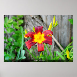 Rödaktig Gult Flower Poster