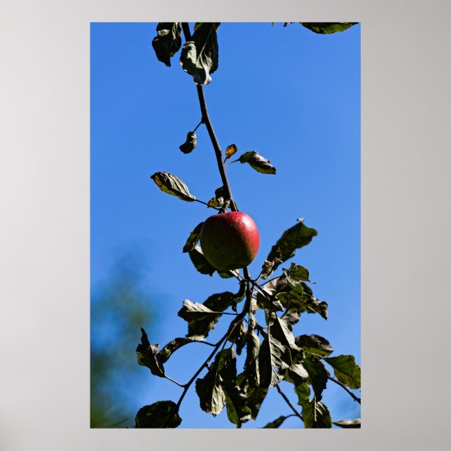 Rödäpple på brännvin poster (Framsidan)