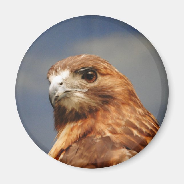 Rödaxad Hawk Magnet (Framsidan)