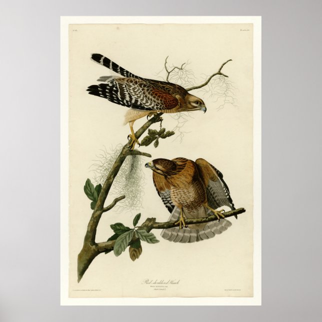 Rödaxad Hawk Poster (Framsidan)