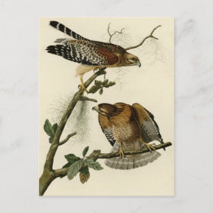 Rödaxad Hawk Vykort