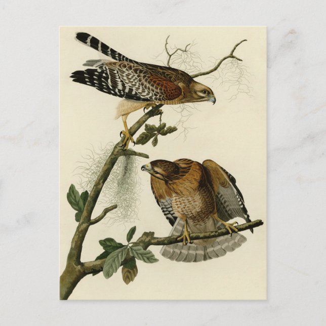 Rödaxad Hawk Vykort (Framsida)