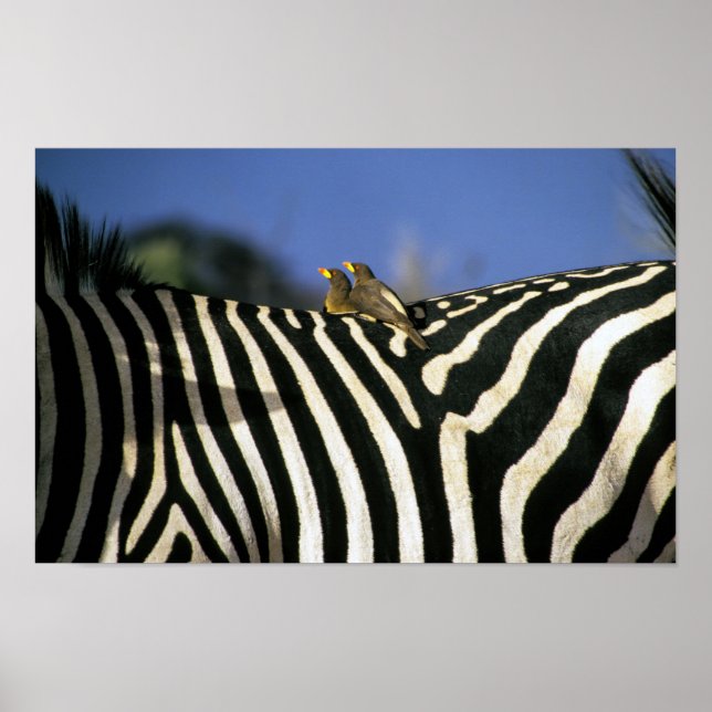 Rödbakad oxhackare på en sebra rygg - Zimbabwe Poster (Framsidan)