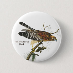 Rödbodd Hawk, Audubon, Fågelskådarns fågel Knapp
