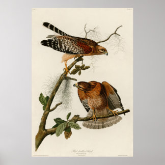 Rödbodd hawk, plate 56 - Audubon Poster